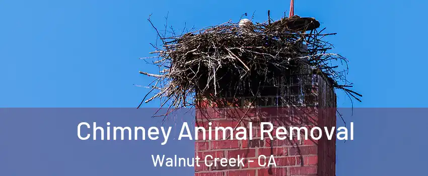 Chimney Animal Removal Walnut Creek - CA