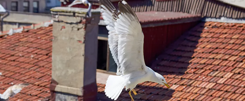 Residential Chimney Animal Removal Solution in Walnut Creek, CA